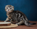 Кошки в Барнауле: Кошечка-фолд Ванда💖 Девочка, Бесплатно - фото 8