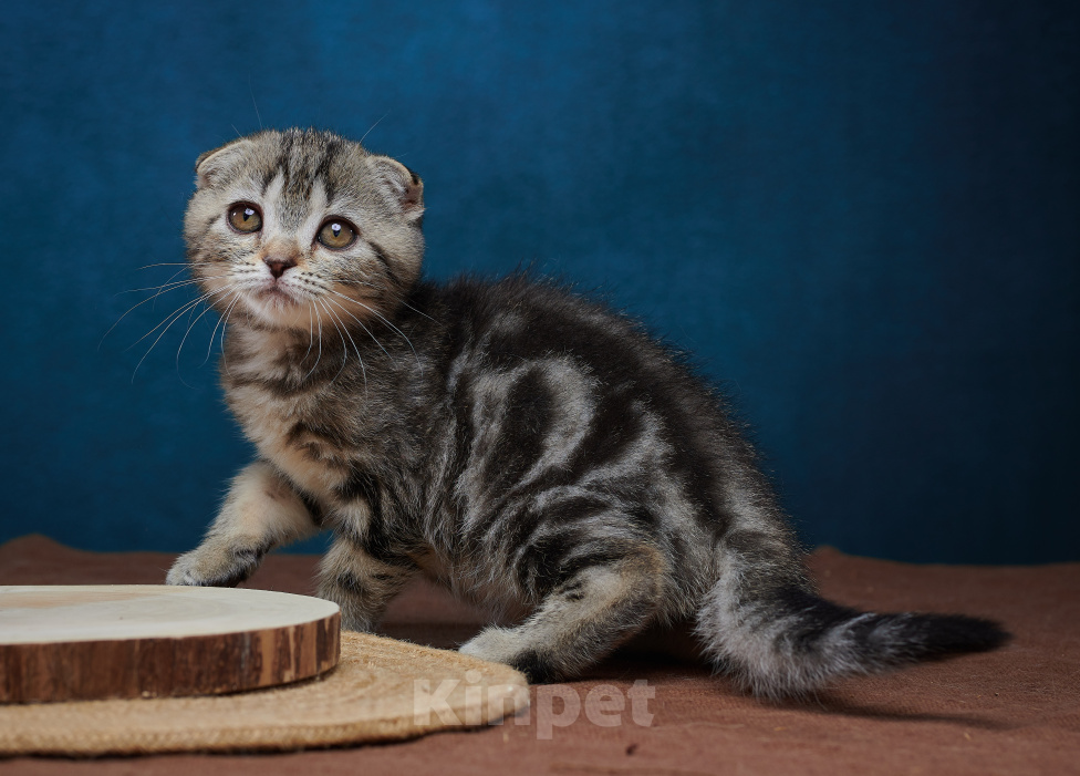 Кошки в Барнауле: Кошечка-фолд Ванда💖 Девочка, Бесплатно - фото 8