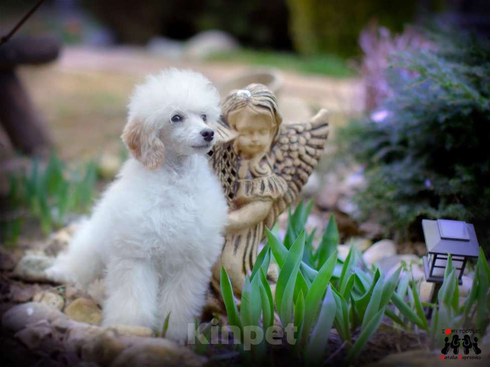 Собаки в Малоярославце: Пудель средний белый щенок Мальчик, Бесплатно - фото 1