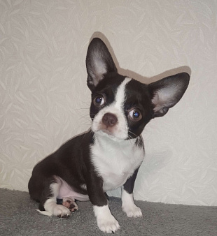 Щенки чихуахуа