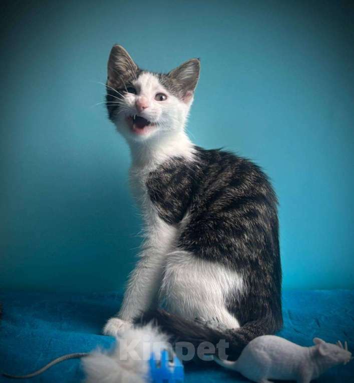 Кошки в Санкт-Петербурге: Маленький нежный котёнок Девочка, Бесплатно - фото 7