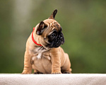 Собаки в Москве: Щенок французского бульдога Девочка, Бесплатно - фото 2