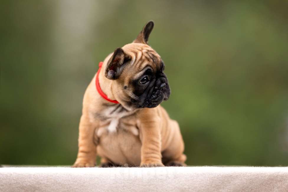 Собаки в Москве: Щенок французского бульдога Девочка, Бесплатно - фото 2