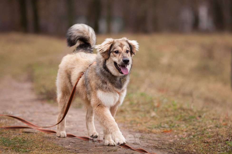 Собаки в Москве: Милашка Буся ждëт тебя.  Девочка, Бесплатно - фото 3