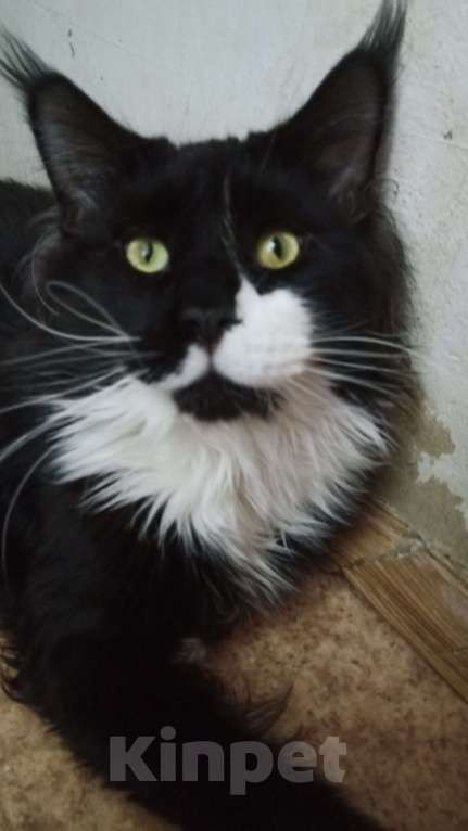 Кошки в Москве: В разведение! Мальчик, Бесплатно - фото 3