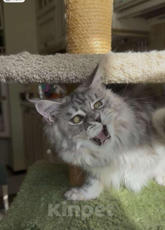 Кошки в Санкт-Петербурге: КЕОНА  Девочка, 50 000 руб. - фото 4