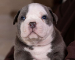 Собаки в Королеве: Американский булли стандарт Мальчик, 200 000 руб. - фото 2