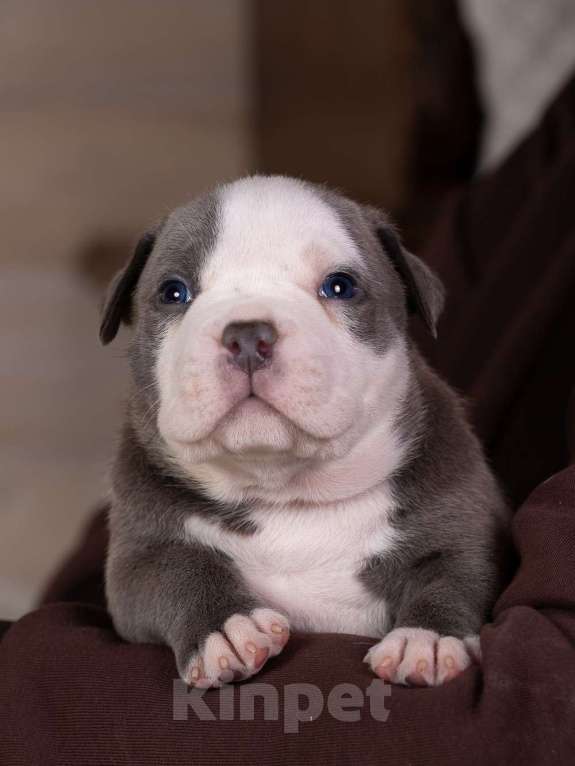Собаки в Королеве: Американский булли стандарт Мальчик, 200 000 руб. - фото 2