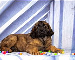 Собаки в Кстово: Щеки породы леонбергер Девочка, 90 000 руб. - фото 1