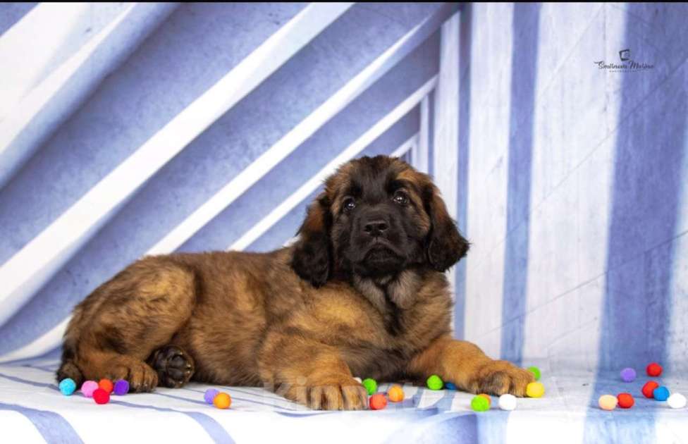 Собаки в Кстово: Щеки породы леонбергер Девочка, 90 000 руб. - фото 1