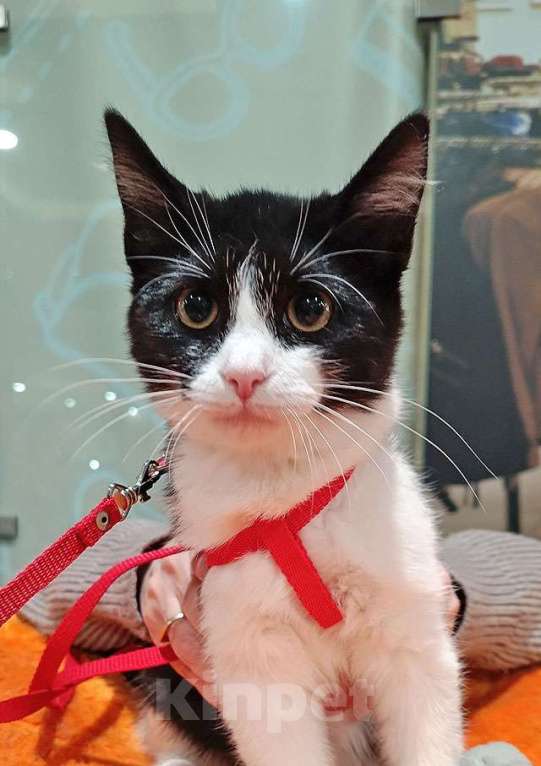 Кошки в Москве: Котёнок девочка маркизного окраса по имени Носюша ищет дом Девочка, 10 руб. - фото 4
