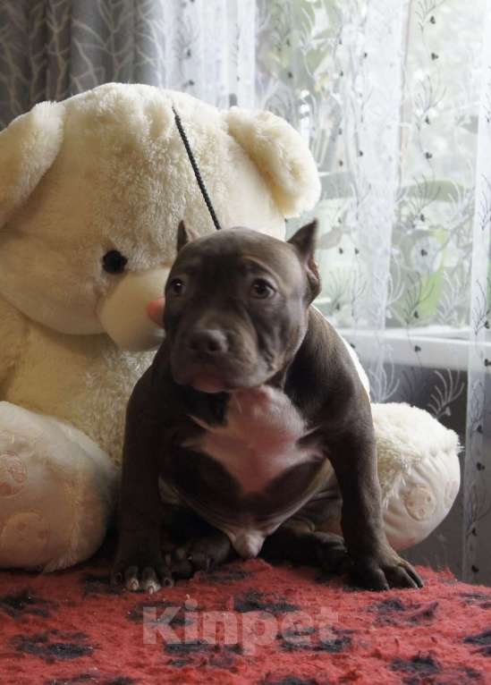 Собаки в Осташкове: Мальчик американский булли  шоколадного окраса Мальчик, 60 000 руб. - фото 1
