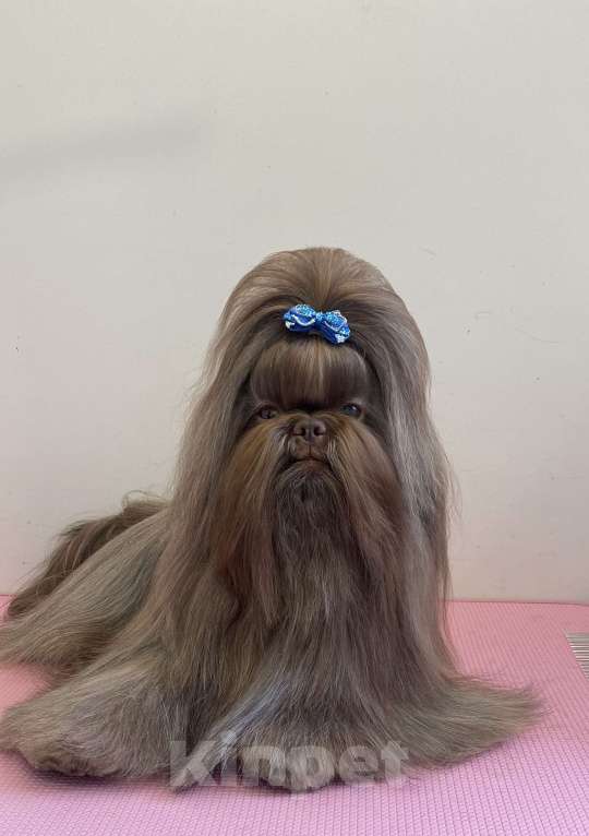 Собаки в других городах Московской области: Ши тцу Мальчик, Бесплатно - фото 2