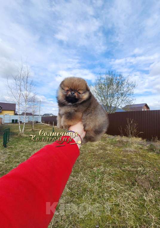 Собаки в Москве: Шпиц померанский яркая девочка оранж соболь Девочка, Бесплатно - фото 2