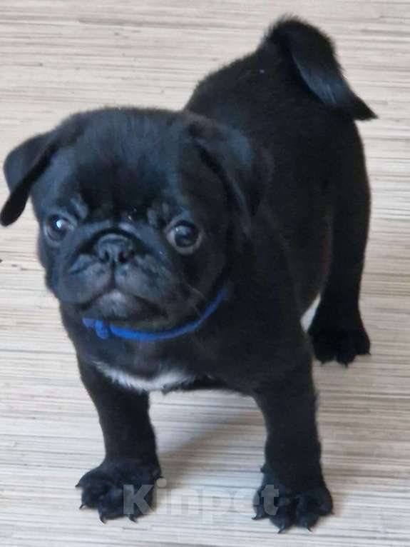 Собаки в Чите: Очаровательные щенки мопса Девочка, 45 000 руб. - фото 3