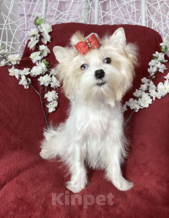 Собаки в Москве: Белый йорк с голубыми глазами девочка подрощенная Девочка, 130 000 руб. - фото 7