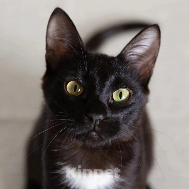 Кошки в Москве: Спасите Чичу из бабкиной квартиры Девочка, Бесплатно - фото 2