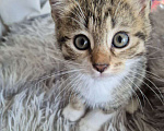 Кошки в Саратове: Котёнок Мальчик, Бесплатно - фото 9