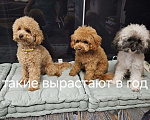 Собаки в других городах Московской области: Щенки той пудель Девочка, 40 000 руб. - фото 6