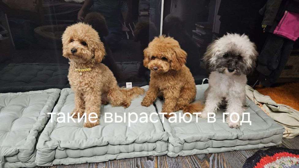 Собаки в других городах Московской области: Щенки той пудель Девочка, 40 000 руб. - фото 6
