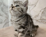 Кошки в Уфе: Шотландская кошечка  Девочка, 8 000 руб. - фото 1