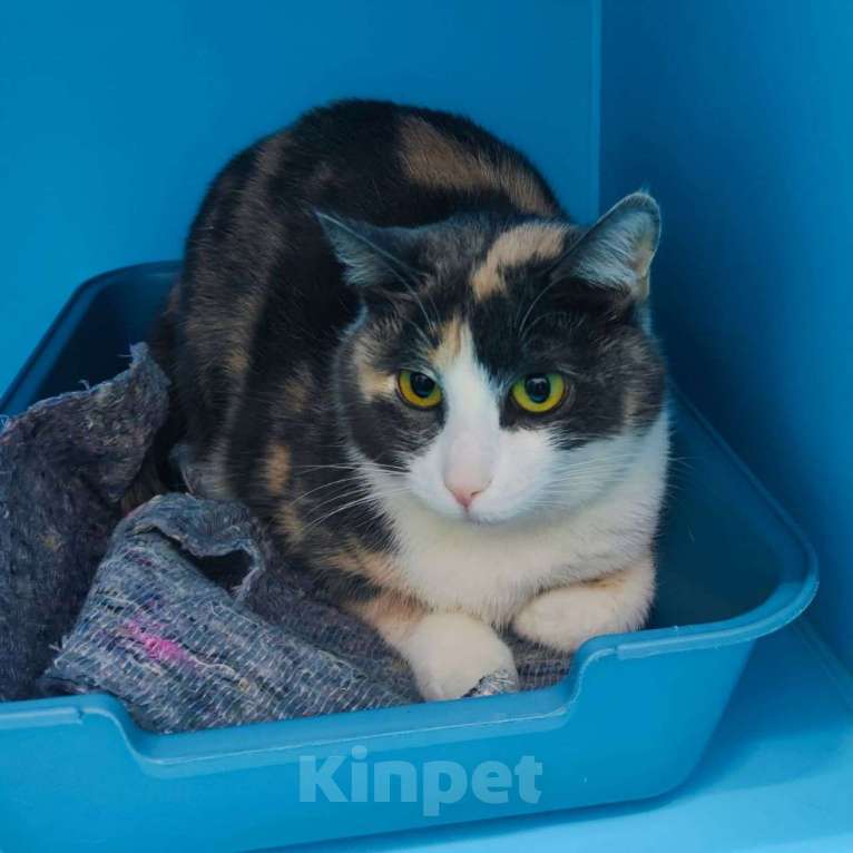 Кошки в Москве: Лапушку никто не замечает Девочка, Бесплатно - фото 3