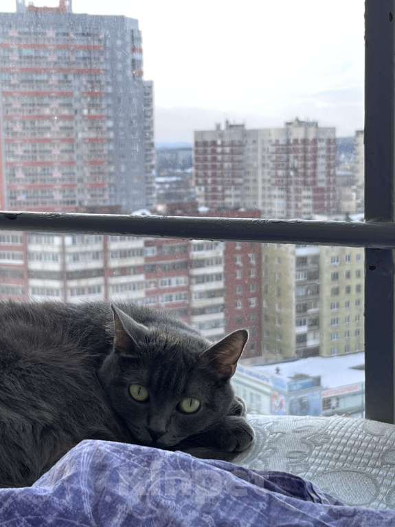 Кошки в Екатеринбурге: Отдадим в хорошие руки(требуется лечение) Девочка, Бесплатно - фото 1