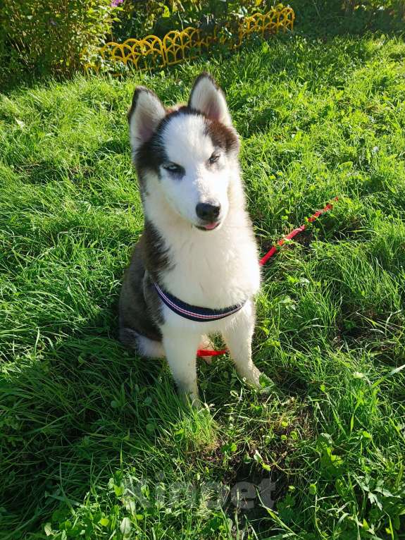 Собаки в других городах Ленинградской области: щенок помски  Мальчик, 29 000 руб. - фото 3