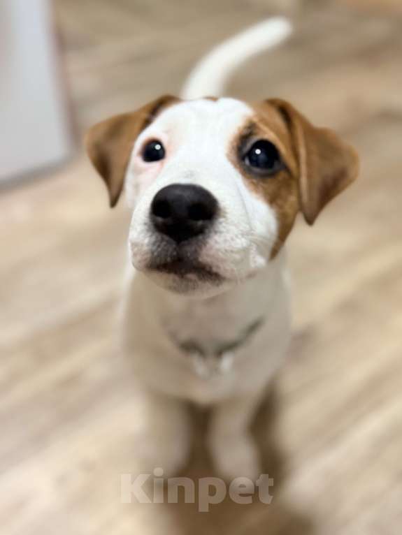 Собаки в Вятском Поляне: Продаю щенка Джек Рассел терьер девочка Девочка, 15 000 руб. - фото 5