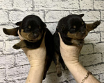 Собаки в Тюмени: Щенки ротвейлера, 25 000 руб. - фото 4