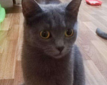 Кошки в Полярном: Молоденькая стерилизованная кошка, Бесплатно - фото 1