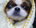Собаки в Петрозаводске: Японский хин, бело-рыжая девочка Девочка, 60 000 руб. - фото 3