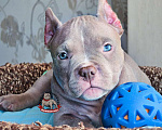 Собаки в Москве: Американский булли мальчик Покет/Микро Мальчик, 100 000 руб. - фото 1