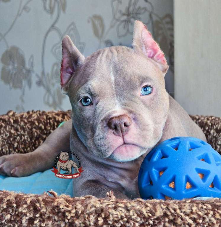 Собаки в Москве: Американский булли мальчик Покет/Микро Мальчик, 100 000 руб. - фото 1