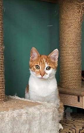 Кошки в Мытищах: Котенок рыжик в добрые руки  Мальчик, Бесплатно - фото 1