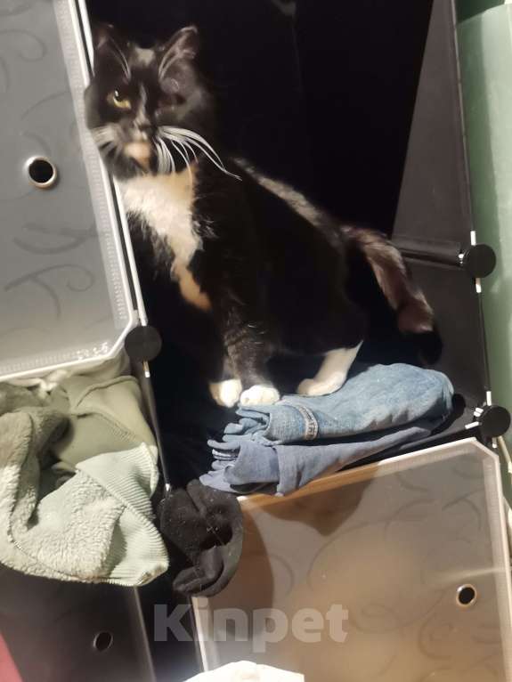 Кошки в Челябинске: отдам кошечку в добрые руки Девочка, Бесплатно - фото 2