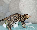 Кошки в Волгограде: Бенгальские котята Девочка, 20 000 руб. - фото 9