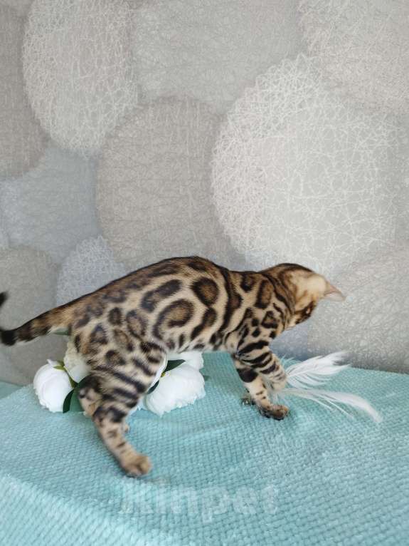 Кошки в Волгограде: Бенгальские котята Девочка, 20 000 руб. - фото 9