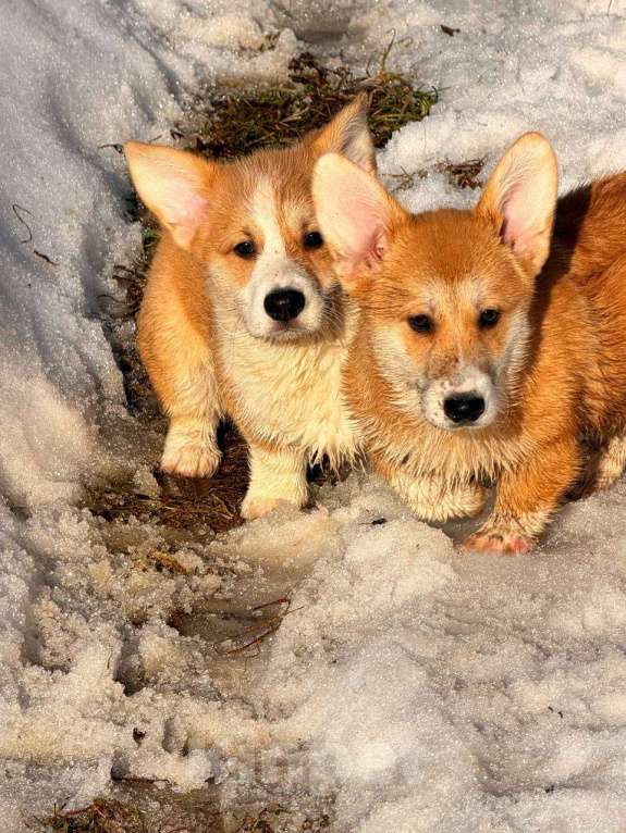Собаки в Москве: Щенки вельш корги Пемброк Девочка, 45 000 руб. - фото 6