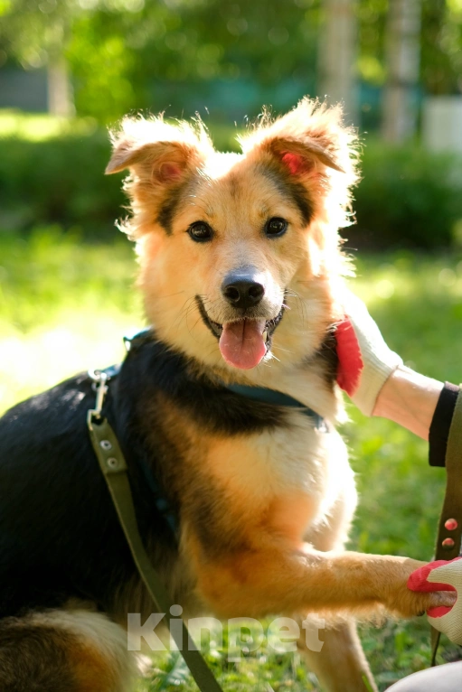 Собаки в Санкт-Петербурге: Пушистая Келли из приюта в добрые руки Девочка, Бесплатно - фото 3