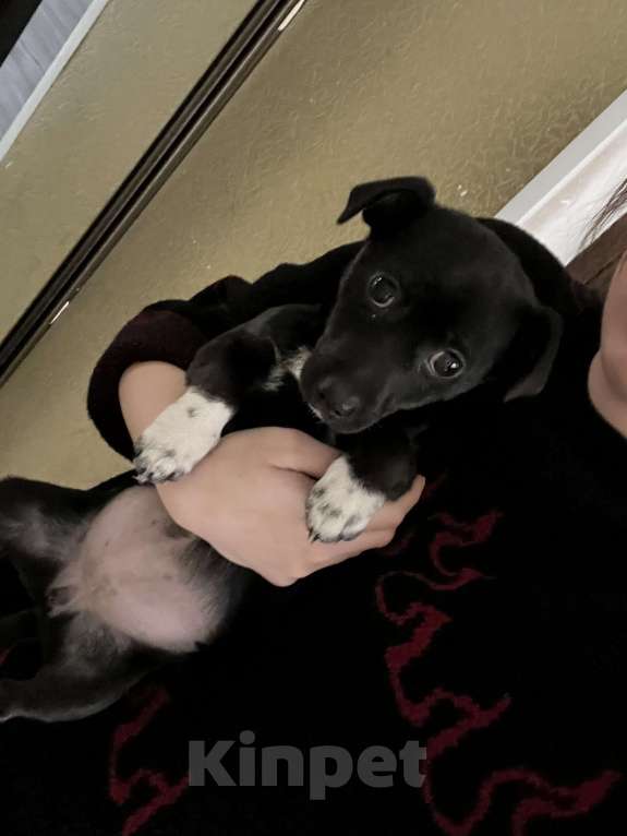 Собаки в Смоленске: Нашли щенка, хотим отдать в добрые руки  Девочка, Бесплатно - фото 1