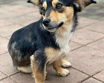 Собаки в Семилуках: Умная собака Девочка, Бесплатно - фото 3