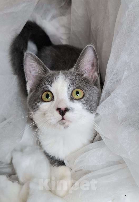 Кошки в Москве: Котёнок с сердечком на носу в добрые руки  Мальчик, Бесплатно - фото 1