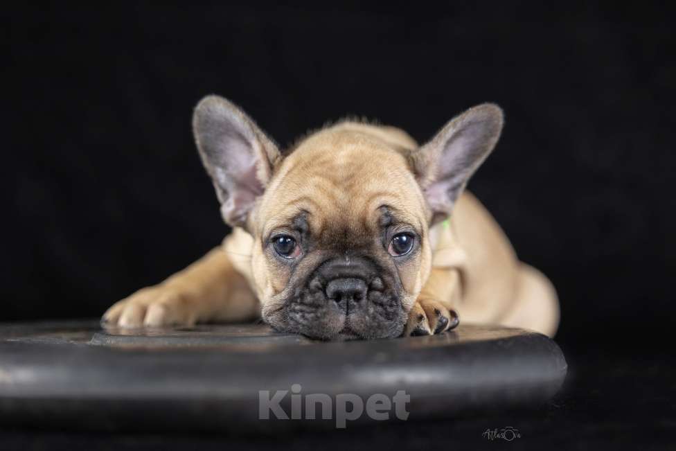 Собаки в Москве: Французский бульдог щенок Мальчик, 65 000 руб. - фото 2