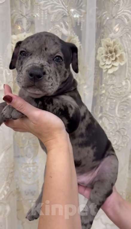 Собаки в Краснодаре: Черный мерль Девочка, 100 000 руб. - фото 1