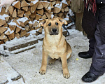 Собаки в других городах Ленинградской области: Щенки-мальчишки ищут дом Мальчик, Бесплатно - фото 6