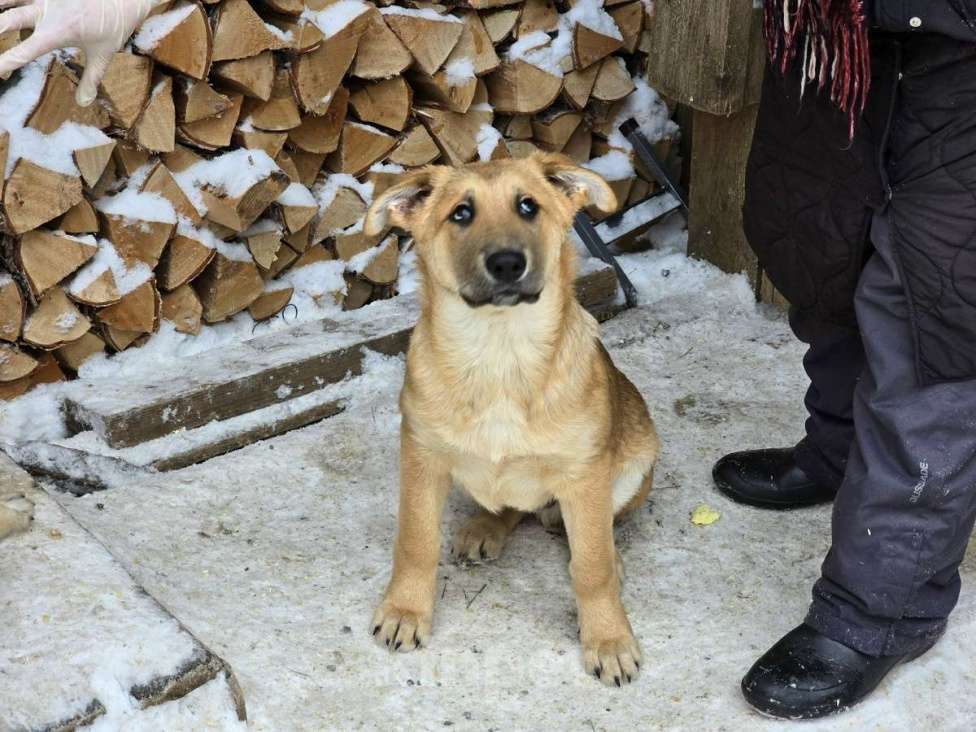 Собаки в других городах Ленинградской области: Щенки-мальчишки ищут дом Мальчик, Бесплатно - фото 6