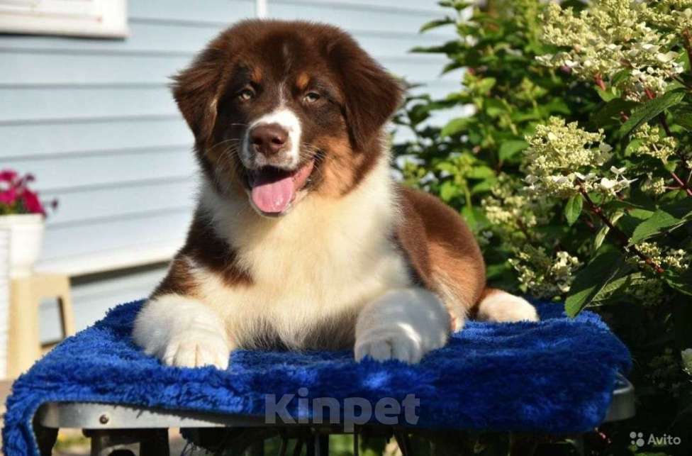 Собаки в Москве: Щенки Австралийской овчарки Мальчик, 55 000 руб. - фото 2