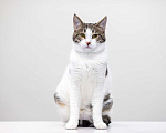 Кошки в Москве: котенок Дворжик в добрые руки Мальчик, Бесплатно - фото 4