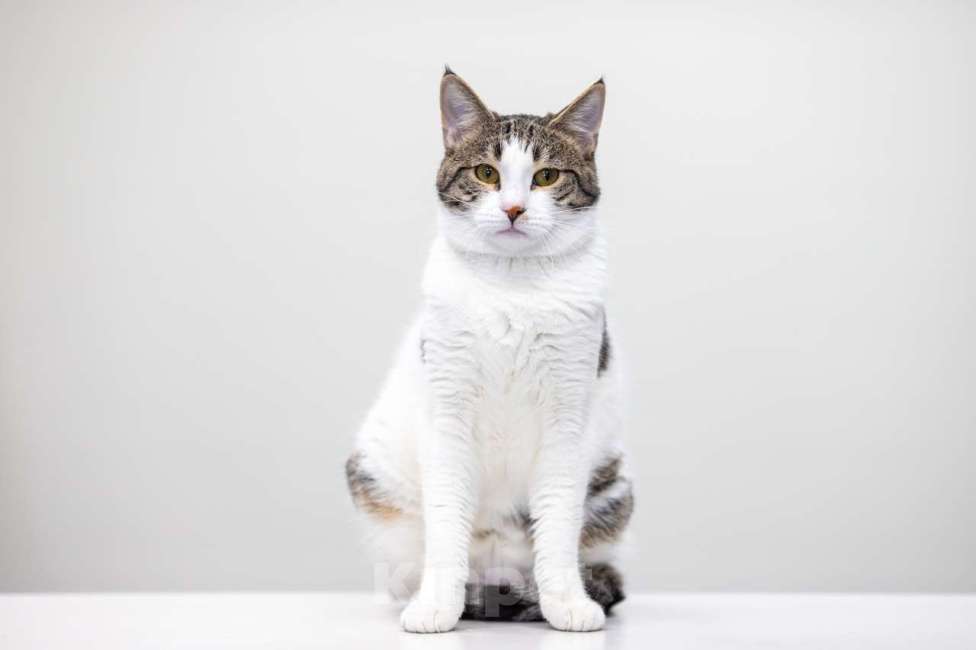 Кошки в Москве: котенок Дворжик в добрые руки Мальчик, Бесплатно - фото 4